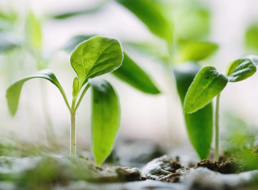 Gröna plantor med små blad växer ur jord, fotograferade i närbild med mjukt ljus.