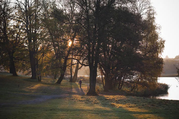 2. En parkstig i solnedgången med träd som filtrerar ljuset och en person som går i fjärran.