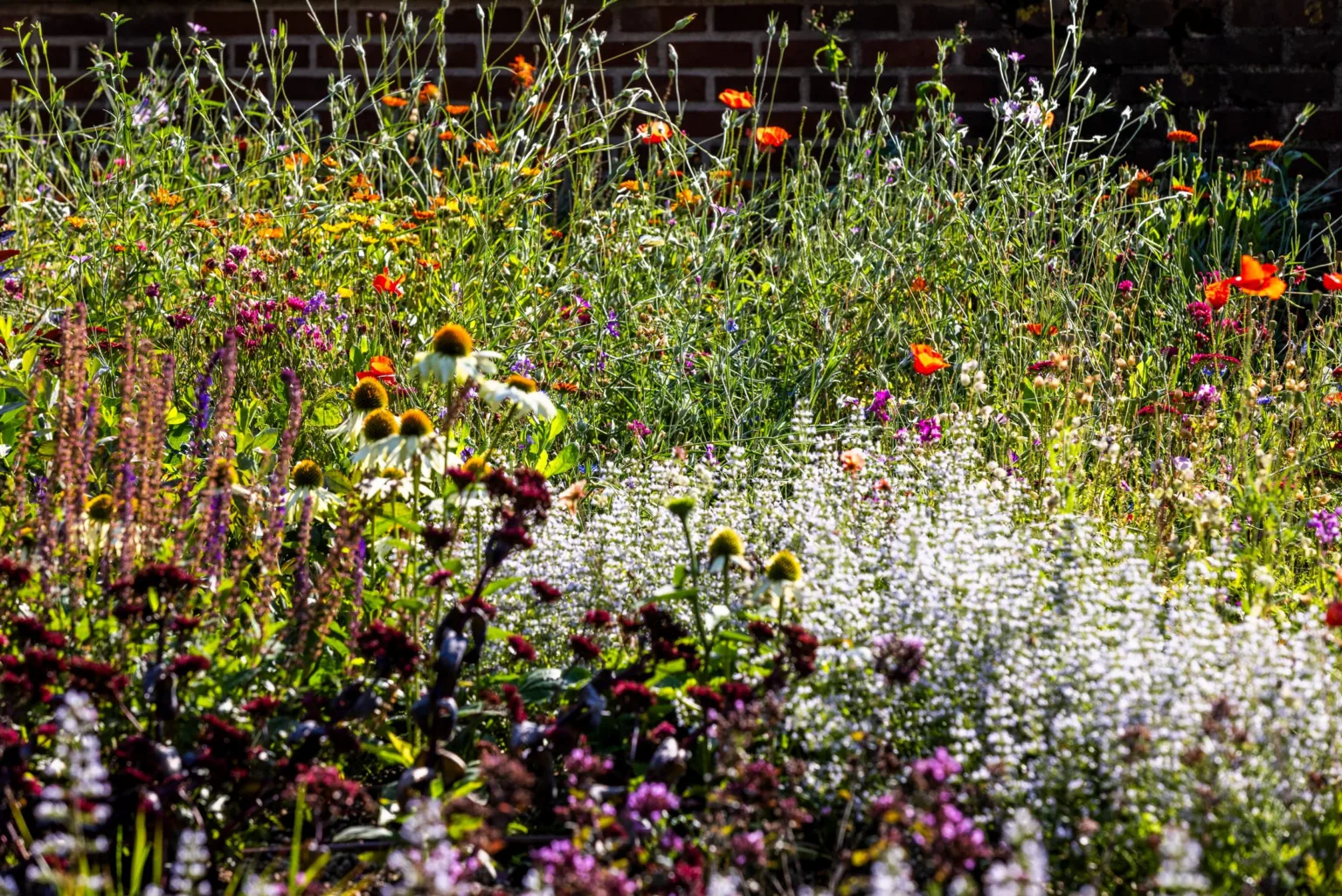 En blomsteräng med färgglada blommor och grönskande växter.