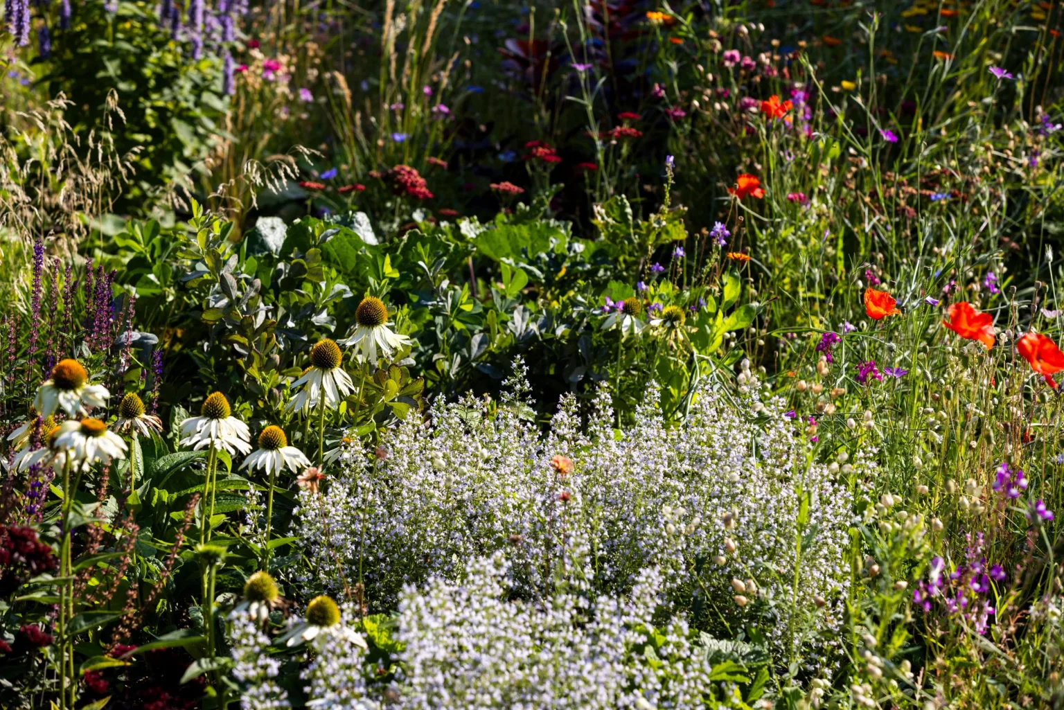 En tät trädgård fylld med olika blommor, inklusive vita och orange blommor.