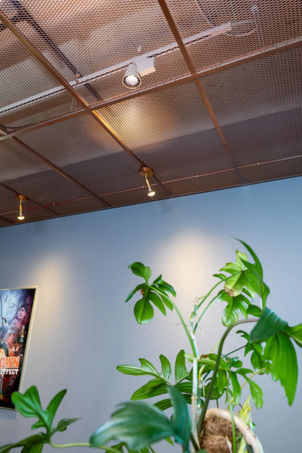 3. En grön växt står mot en blå vägg, med ett tak med spotlights ovanför.