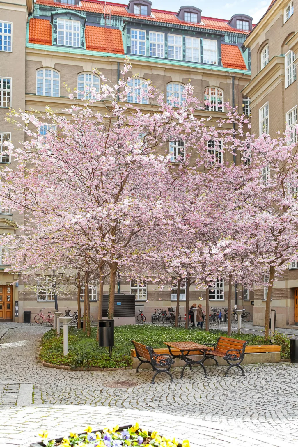 En utomhusgård med blommande körsbärsträd, bänkar och ett tegelbyggnad i bakgrunden.