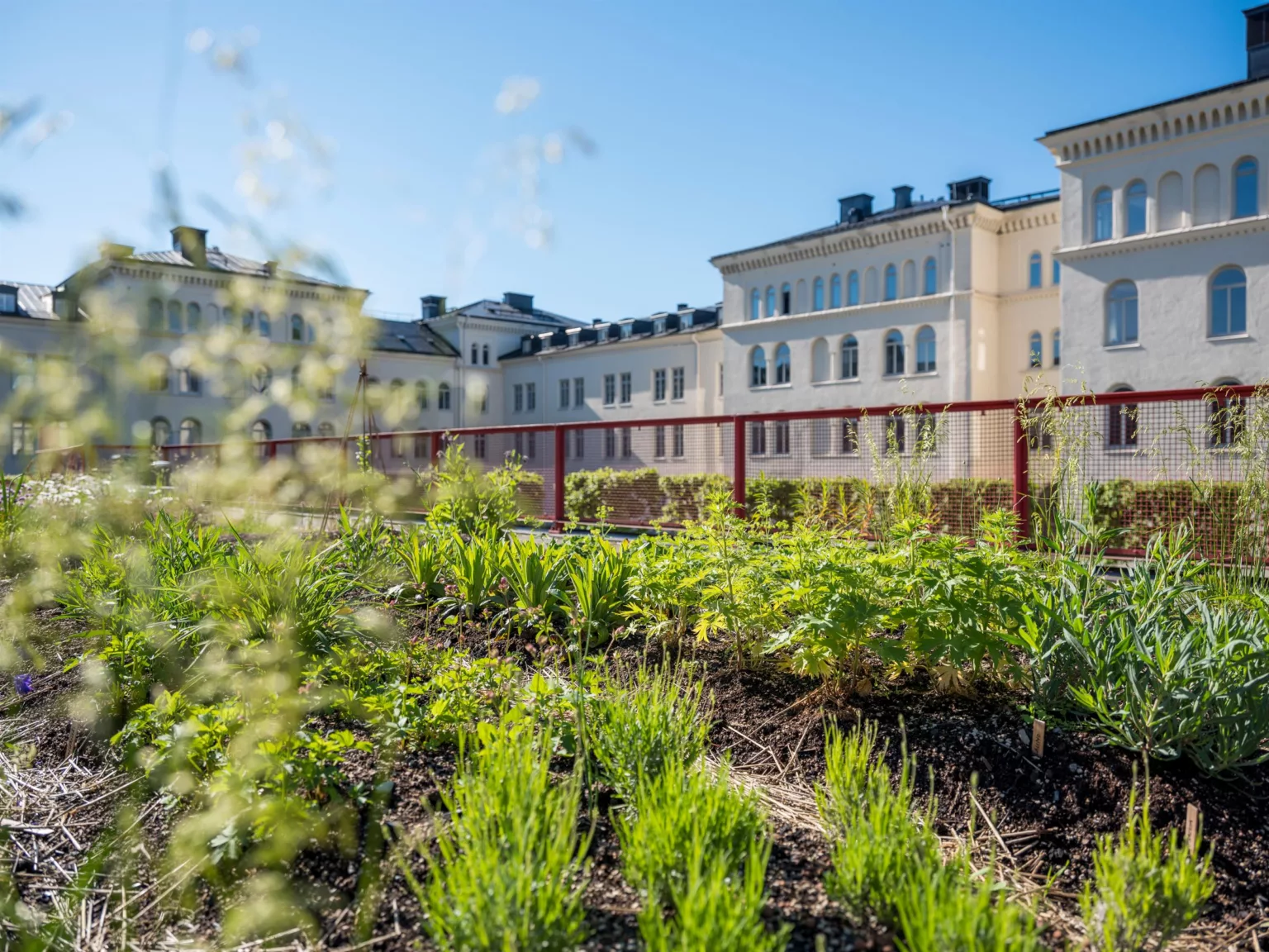 1. Grönskande trädgård med frodiga växter omgiven av ljusa byggnader under en klarblå himmel.