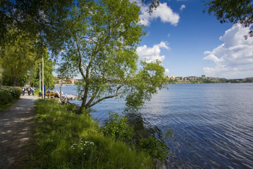 5. En grönskande sjöstrand med ett träd och klart vatten under en blå himmel med vita moln.