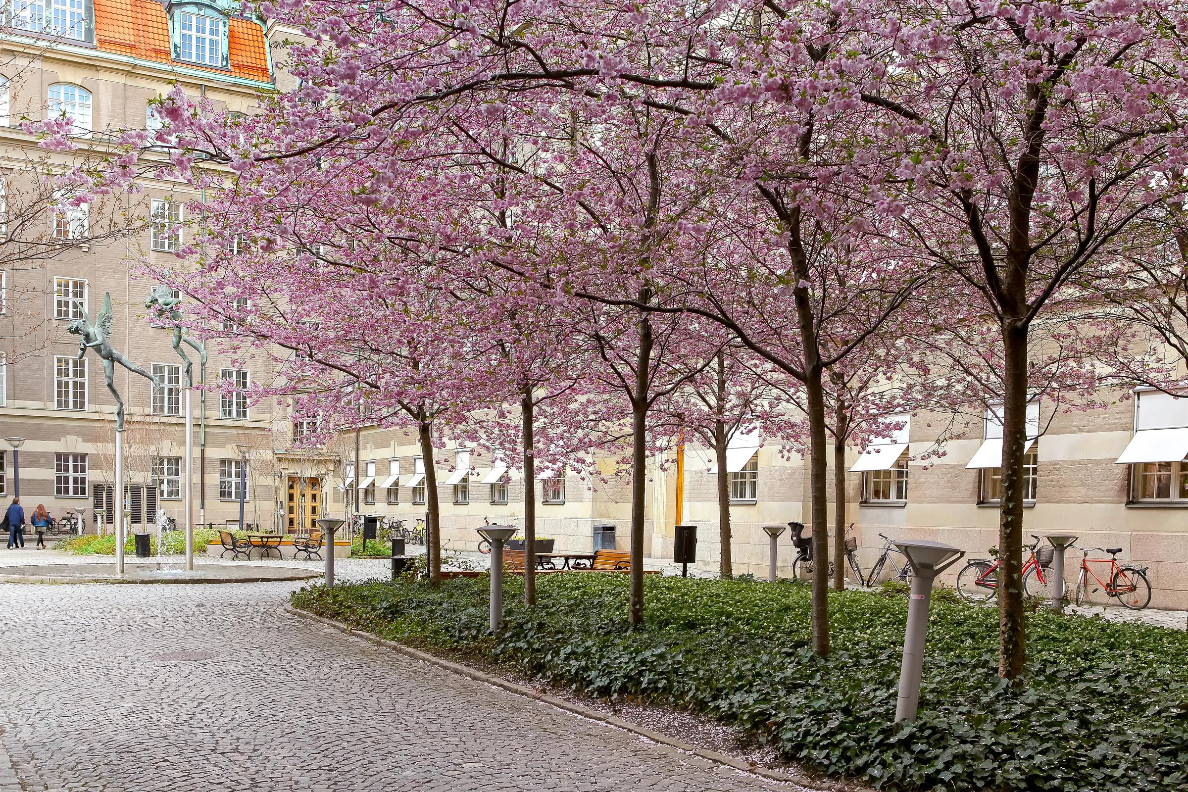 En gångväg kantad av rosa blommande träd, med en byggnad och grönska i bakgrunden.