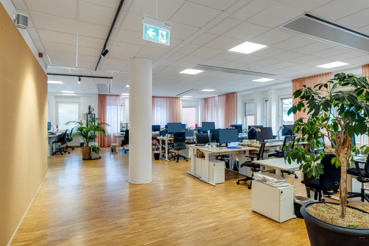En rymlig arbetsyta med flera skrivbord, stolar, datorer och gröna växter, med trägolv och taklampor.