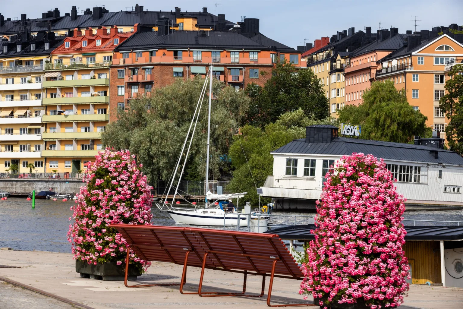 4. Parkbänk omgiven av rosa blommande buskar med utsikt över en småbåtshamn och färgglada byggnader i bakgrunden.